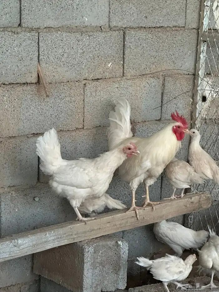 دجاج عربي اصيل ابيض 1