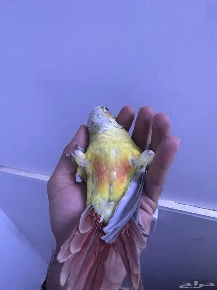 فرح كنيور اليف وهدد. تم البيع 5