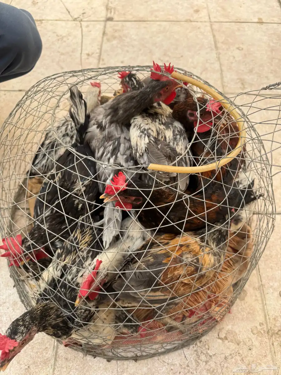 ديك بلدي 0