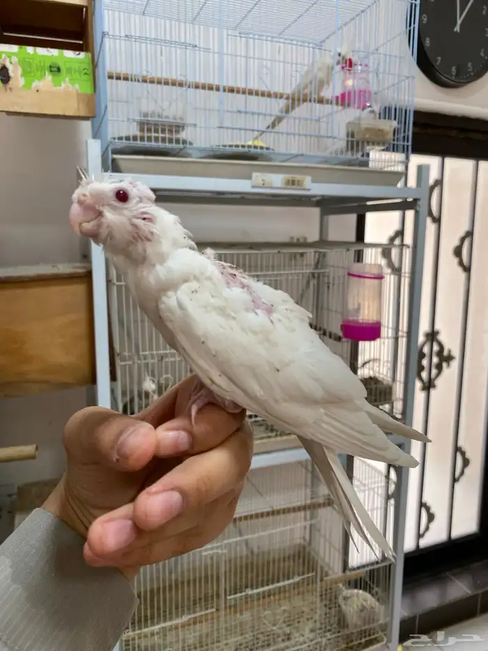 فرخين كروان تم البيع 2