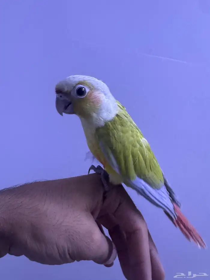 فرح كنيور اليف وهدد. تم البيع 1