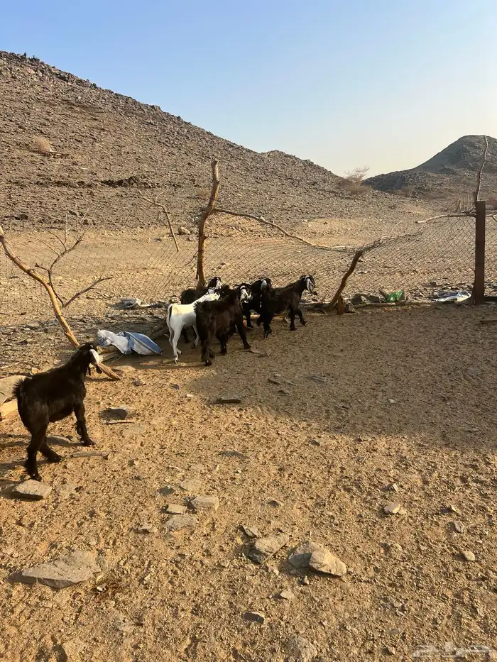 تيوس عوارض 5