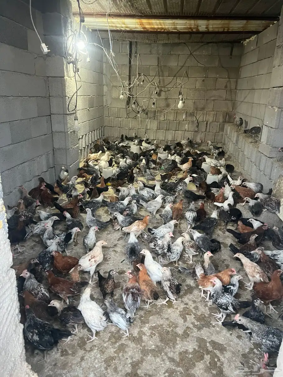 دجاج 3