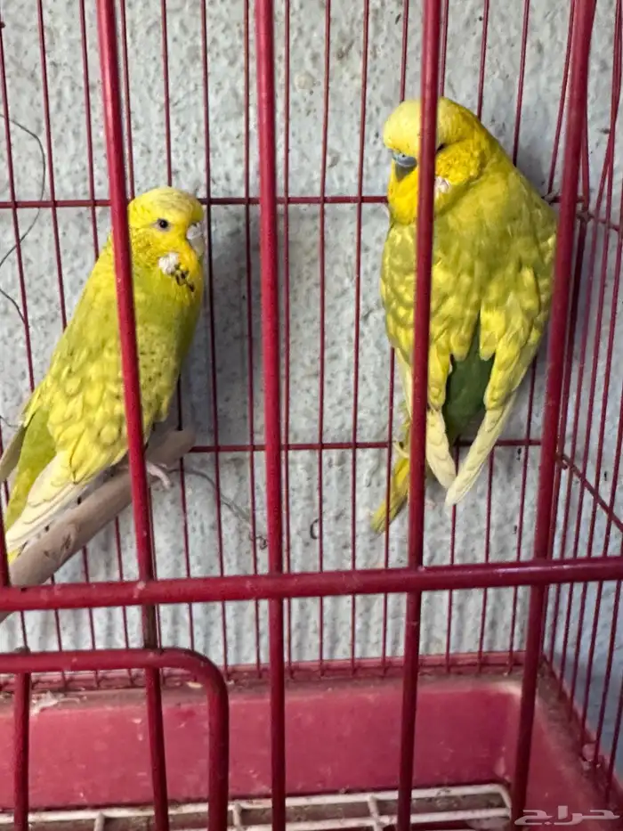 طيور بادجي انجليزي 1