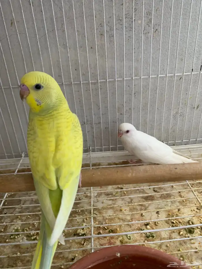 جوز بادجي معاه 5 فروخ ( تم البيع ) 1