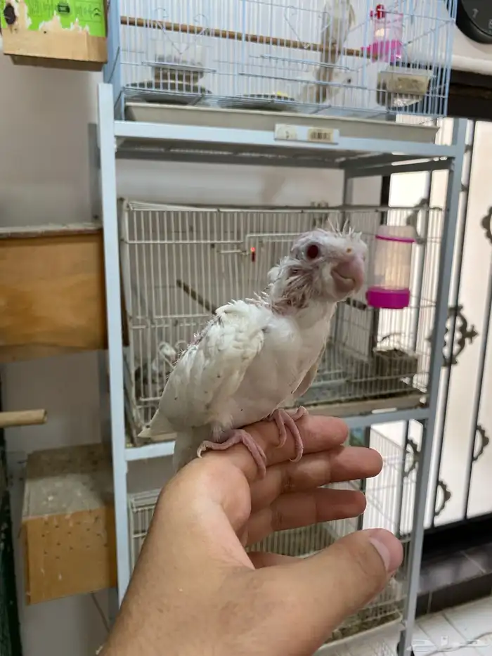 فرخين كروان تم البيع 0