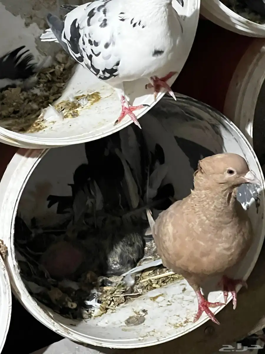 عشه حمام بلدي 3