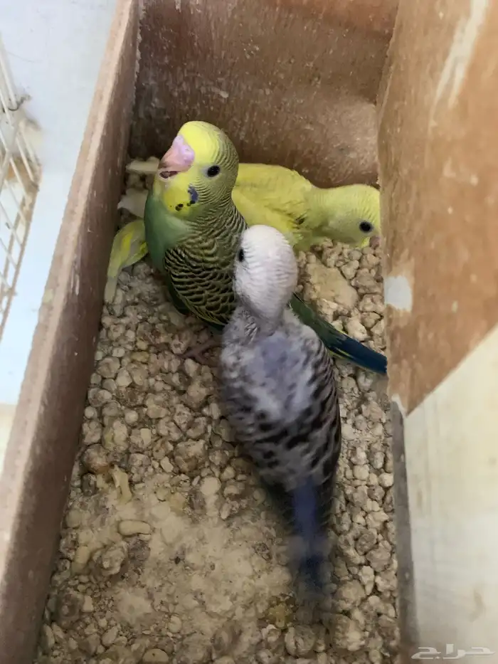 جوز بادجي معاه 5 فروخ ( تم البيع ) 2