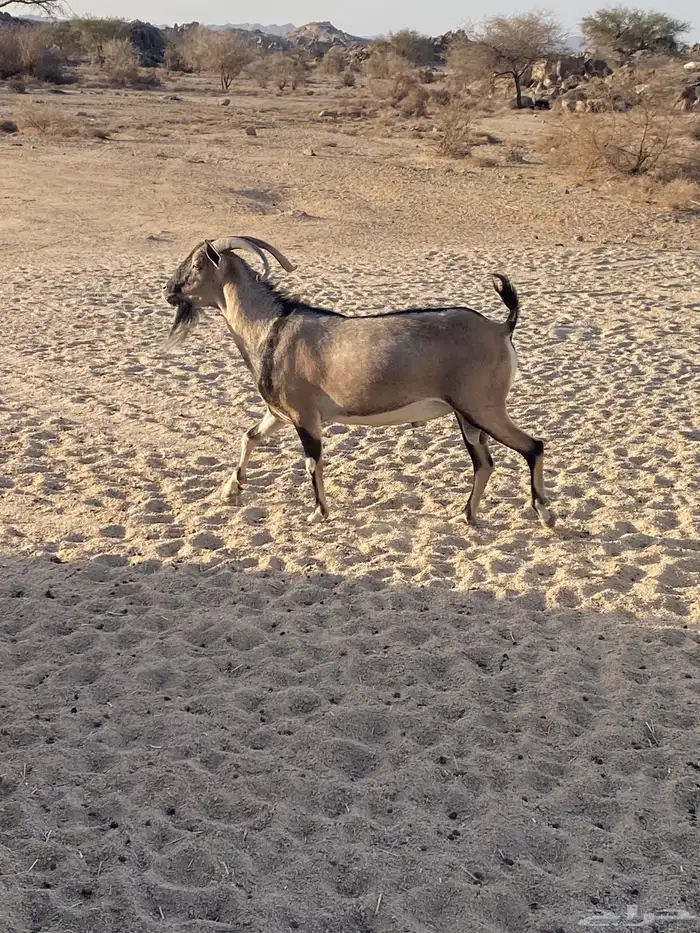 تيس هجين ابوه وعل كفو 3