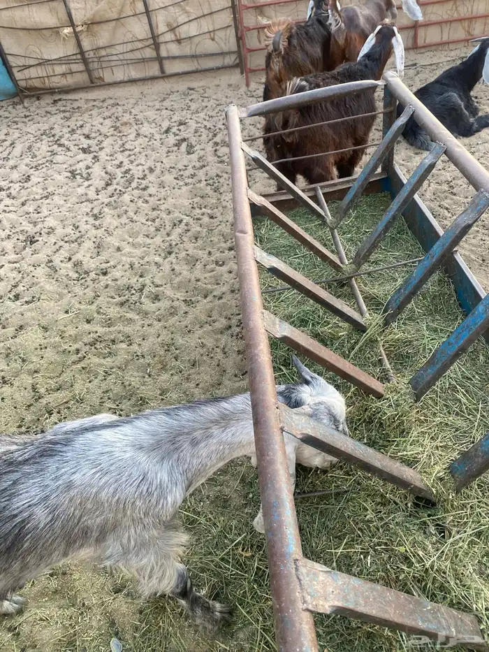 تيوس عوارض 5