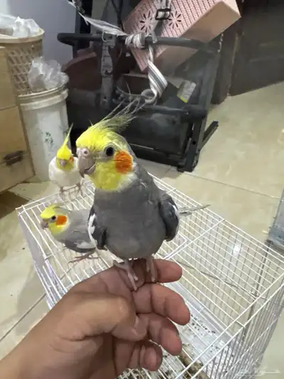 كروان ذكور اليف متكلم 5