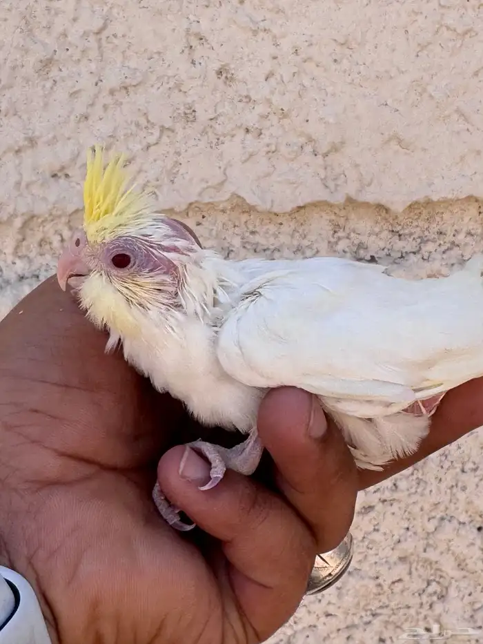 فروخ كريمي فيس (تم البيع) 0