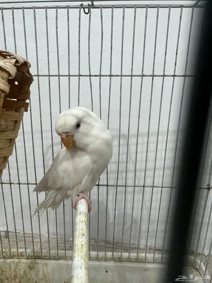 طقطق روز البينو عيون حمر هدد تم البيع 0