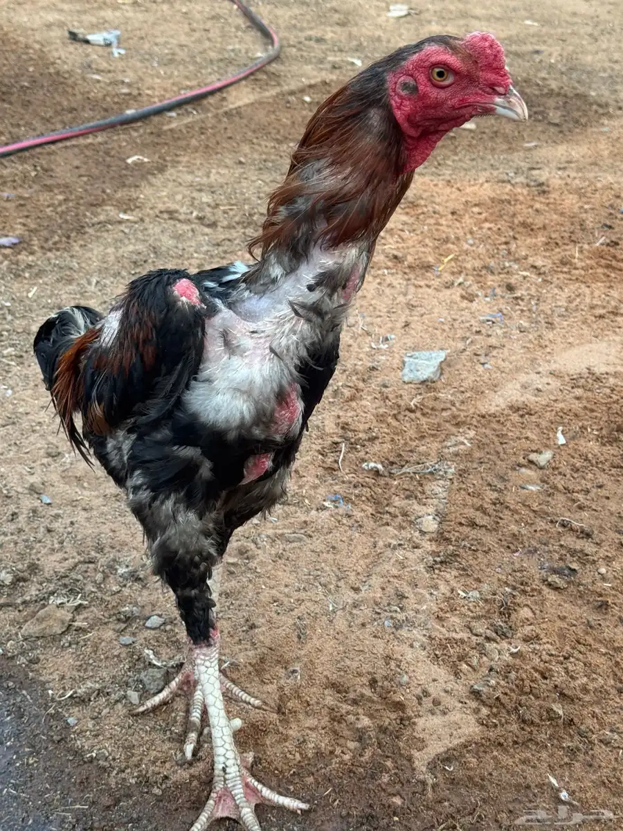 ديك شامو 0