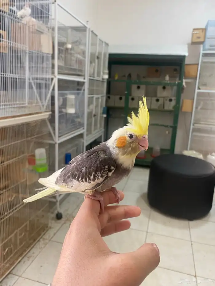 فرخين كروان تم البيع 8