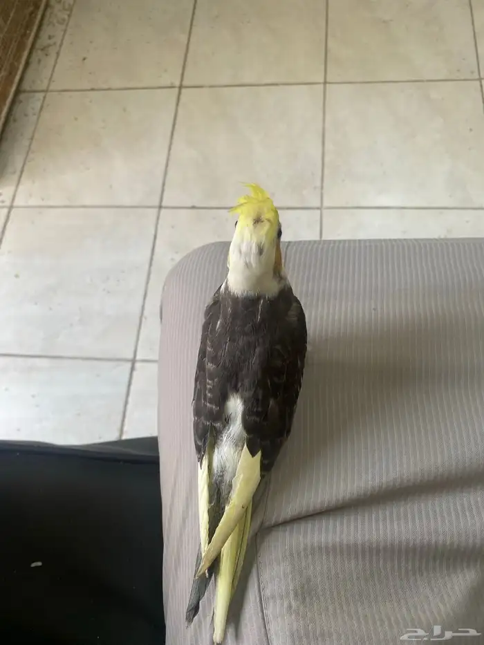 فرخين كروان تم البيع 7