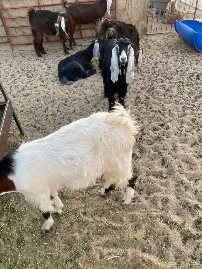 تيوس عوارض 3