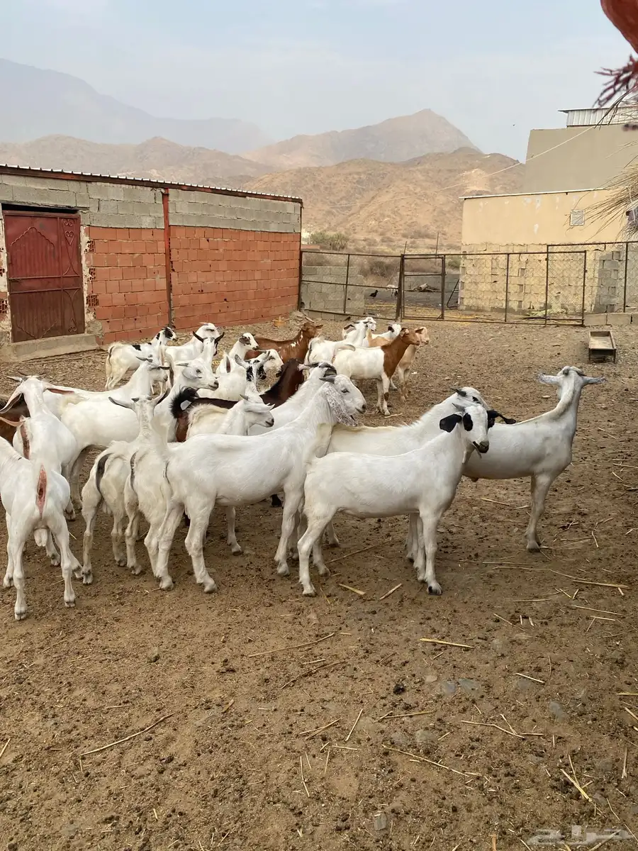 تيوس حقت مندي العدد 26 0