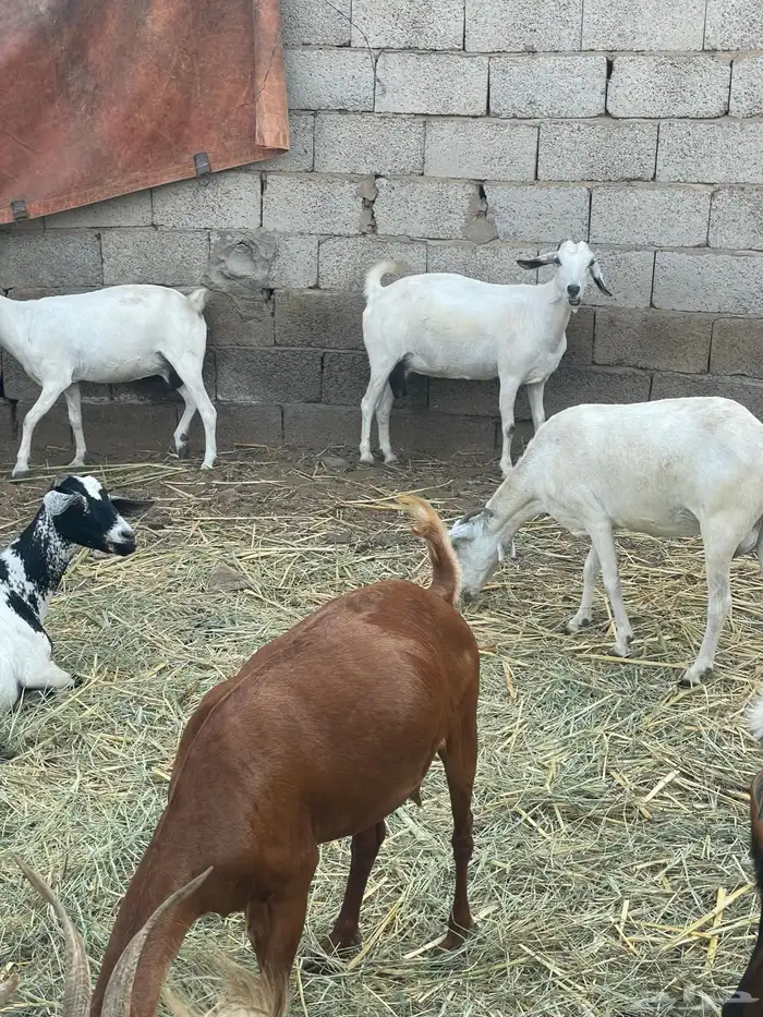 غنم للبيع العدد 24 3. مناتج 20 قرايب. 1 فحل الغنم 3