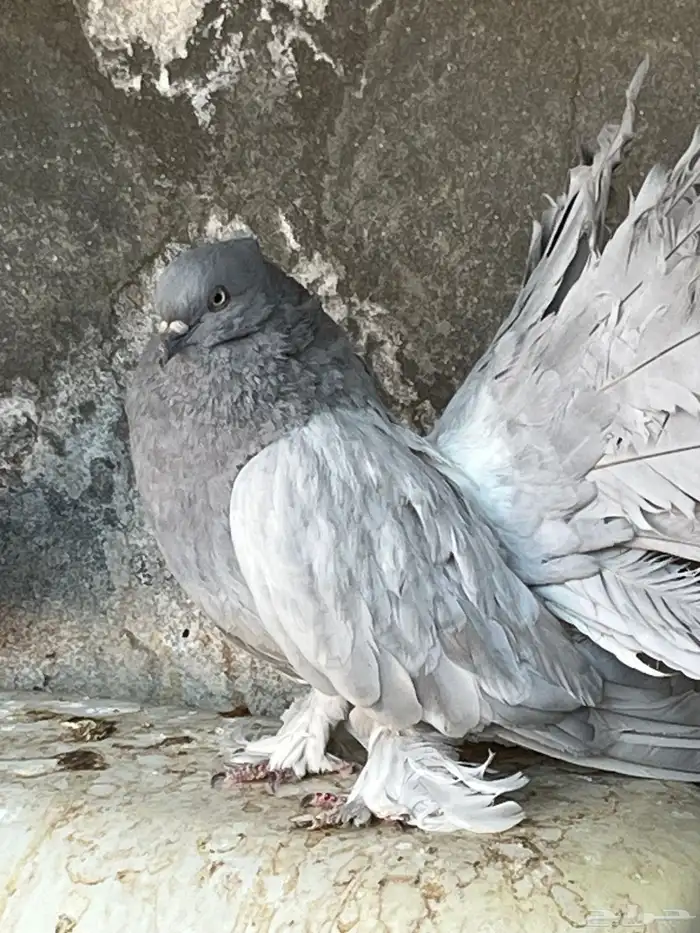 للبيع حمام فاخر من الآخر لعدم التفرغ 0