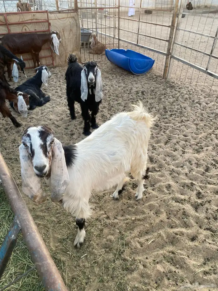 تيوس عوارض 1