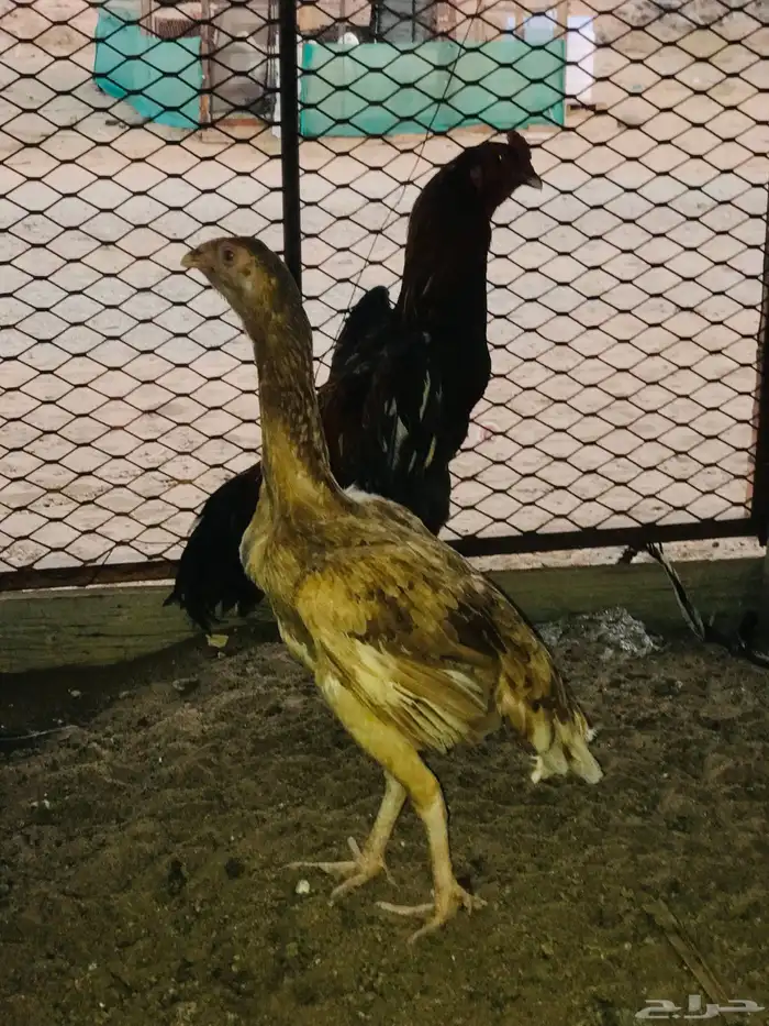 جوز سندي فاخر 3