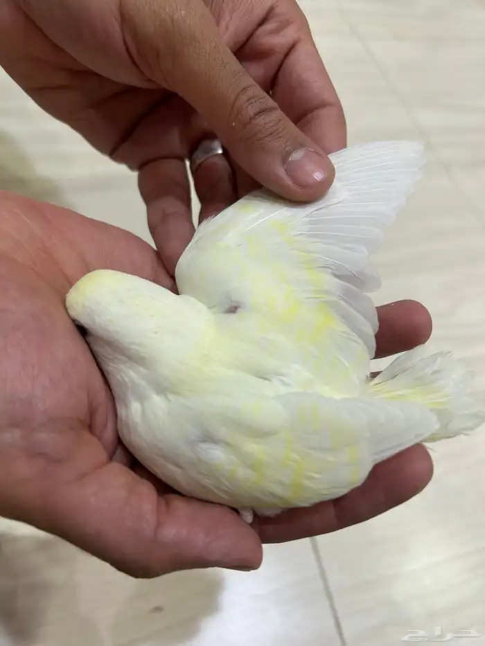 فروخ روز ( نهاية غر ) للي يبي اليف 1