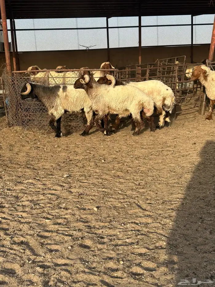 فحول أنعيم مشروطه اللبييع 2