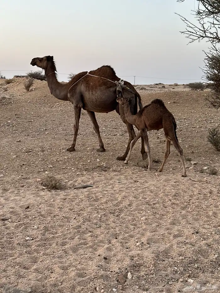 ناقتين خلفات 6