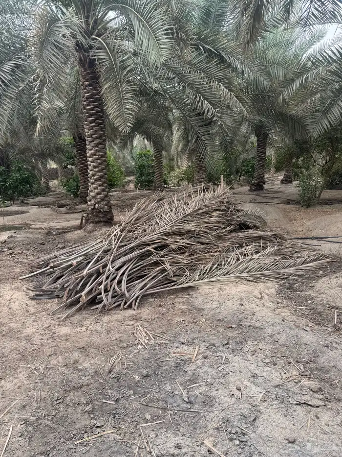 يتوفر سعف النخيل مجانا 2