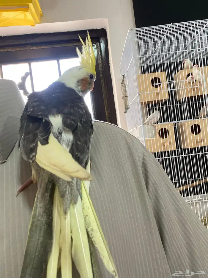 فرخين كروان تم البيع 6