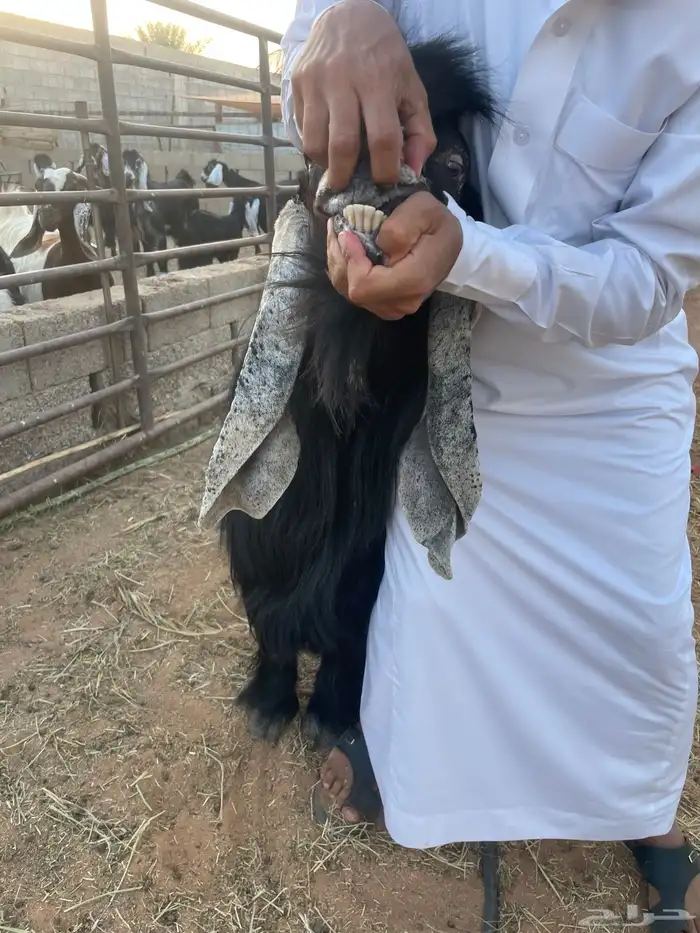 تيس عارضي صنف نادر وانتاجه فاخر 3