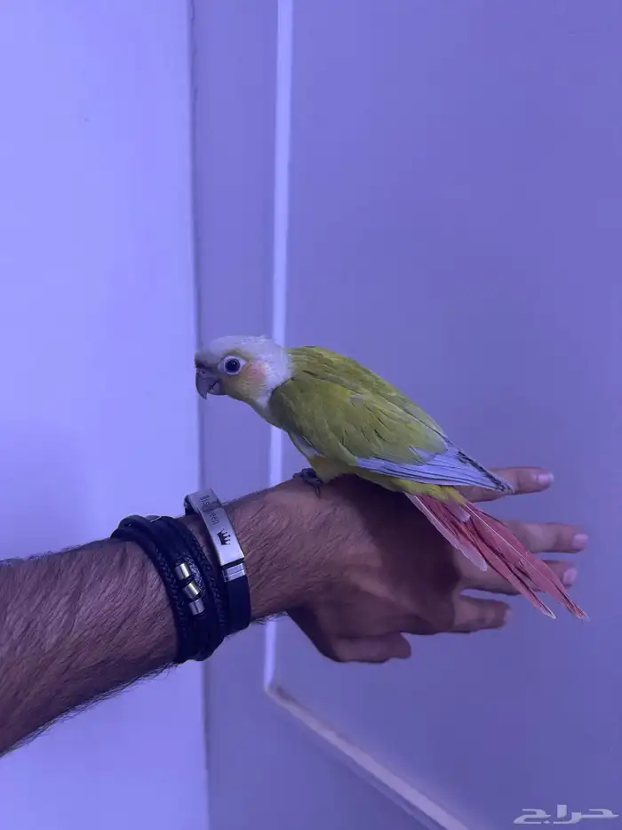 فرح كنيور اليف وهدد. تم البيع 6