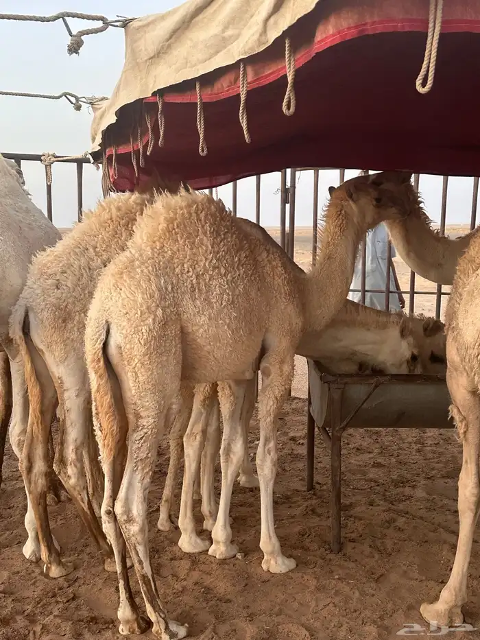 قعود قصب 1 2