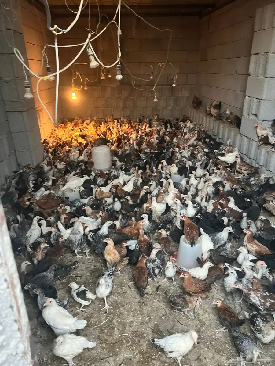 دجاج 6
