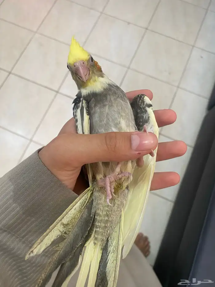 فرخين كروان تم البيع 9