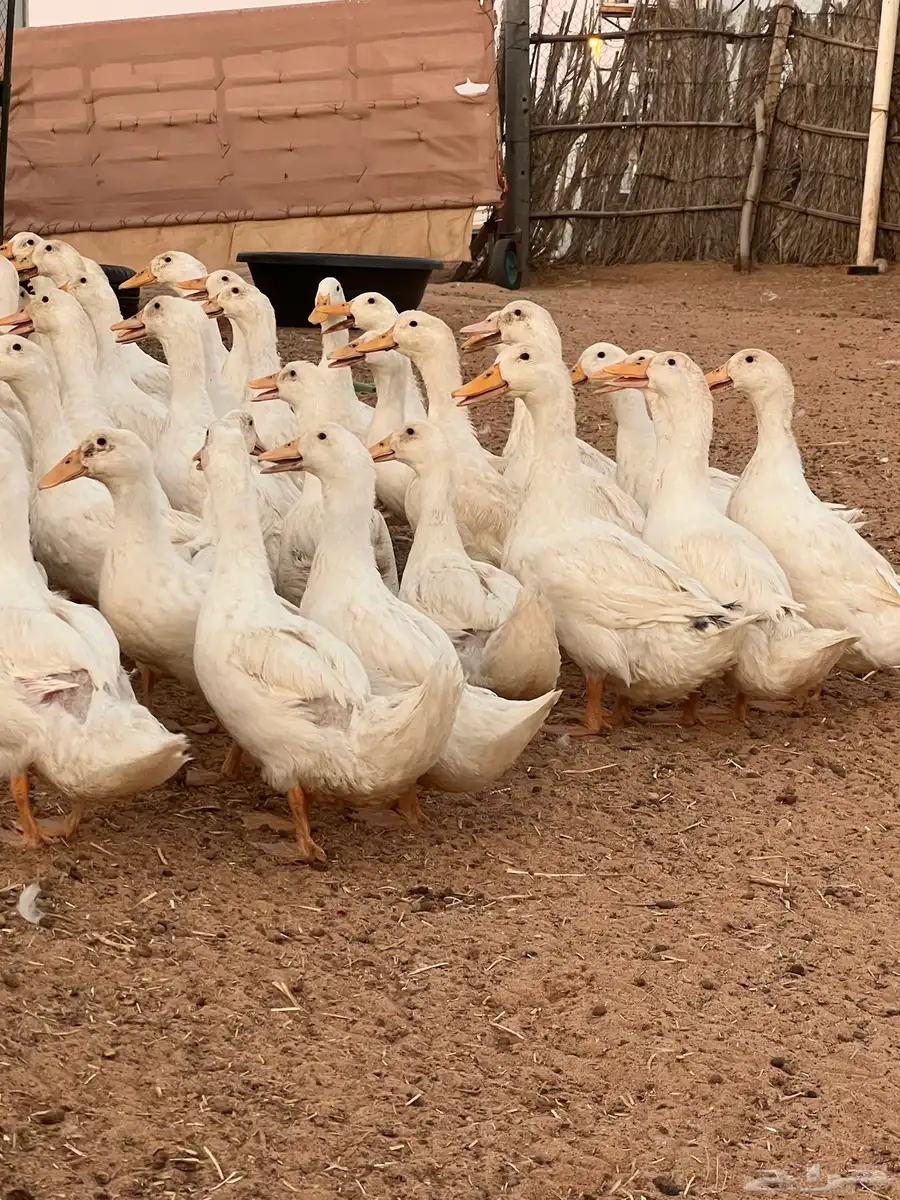 بط بكين عمر4شهور 1