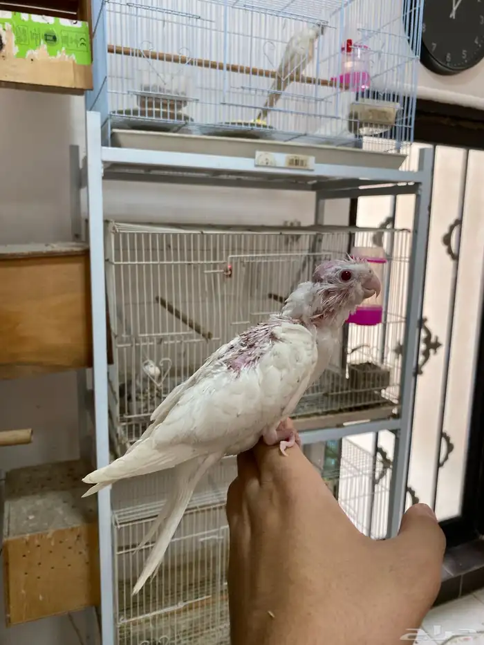 فرخين كروان تم البيع 1