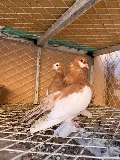 للبيع حمام فاخر من الآخر لعدم التفرغ 4