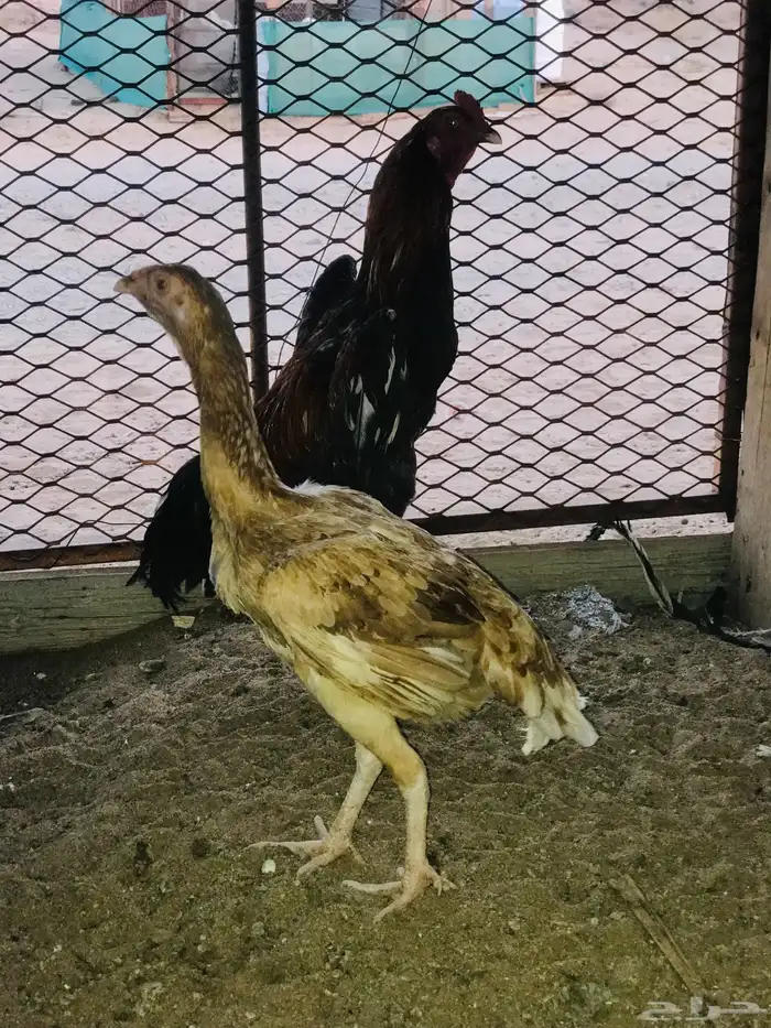 جوز سندي فاخر 2
