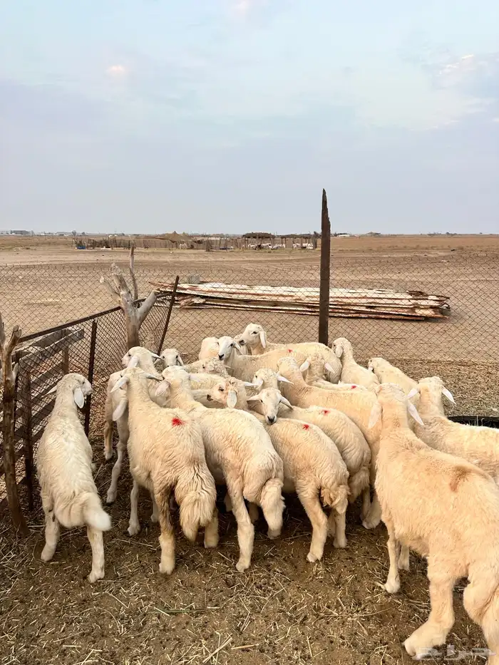بهم ( تم البيع ) 1