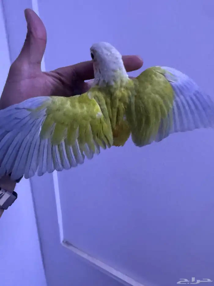 فرح كنيور اليف وهدد. تم البيع 3