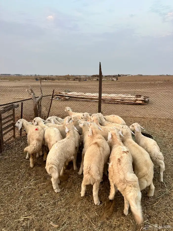 بهم ( تم البيع ) 0