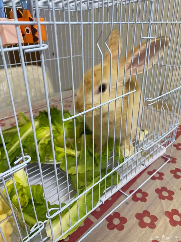 أرنب للبيع مع القفص 3