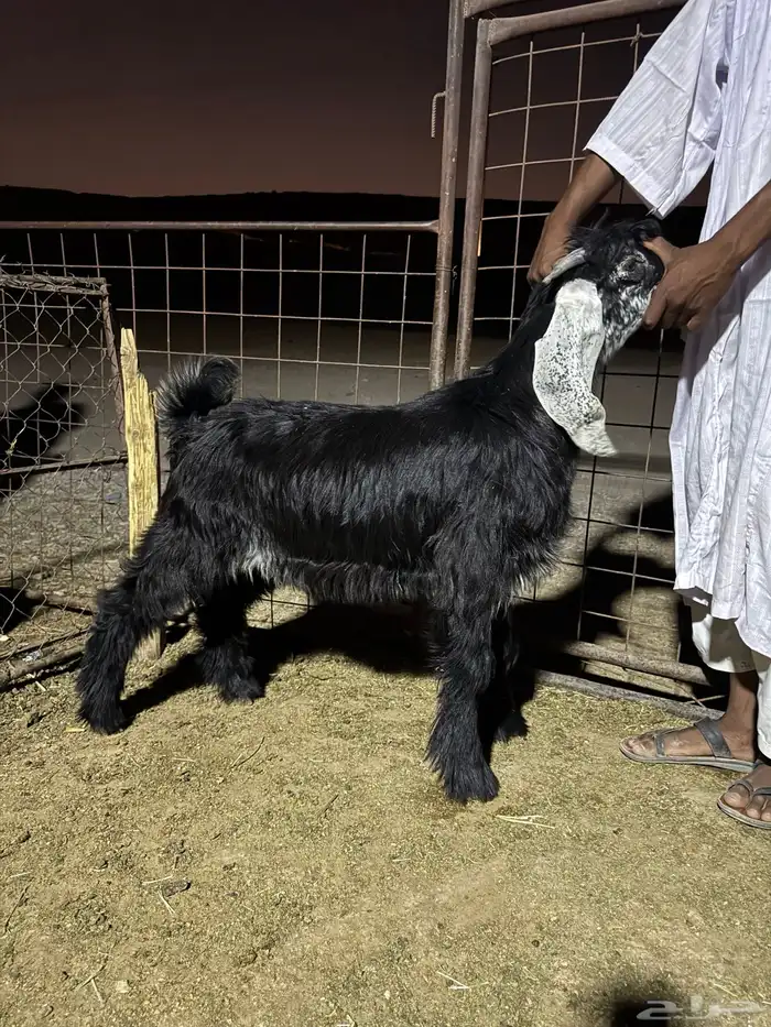 ذبايح تيوس وجفرات منادي نظيفه من الامراض وفل شحم يوجد صلاخه 0