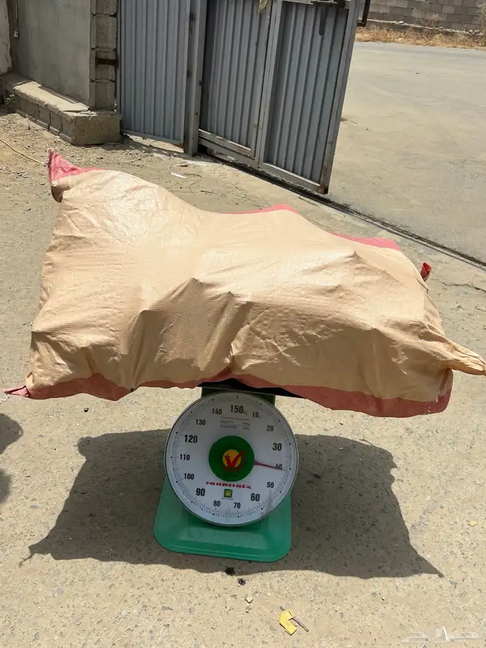 استاند حطب 1
