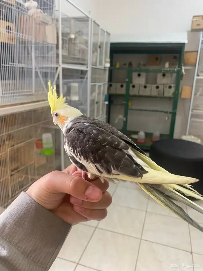 فرخين كروان تم البيع 4