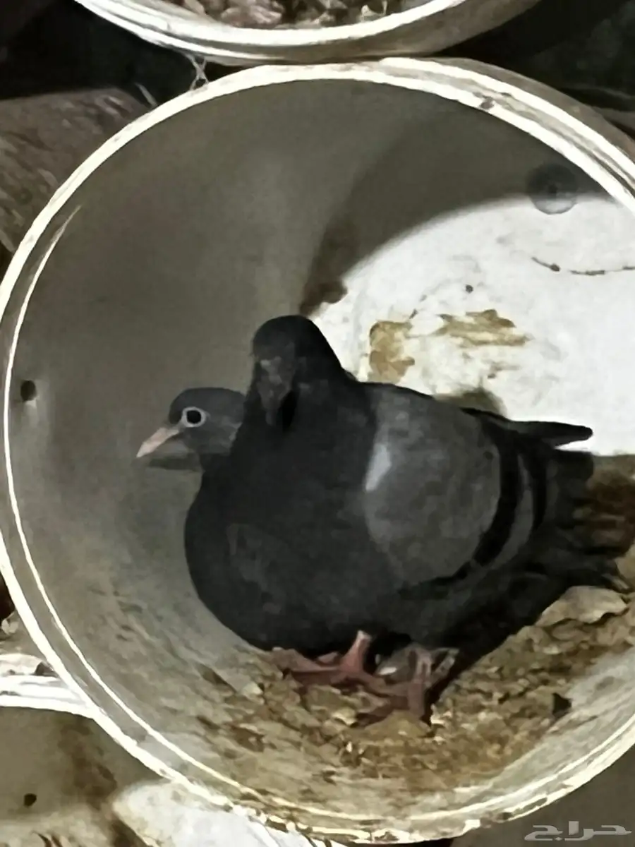 عشه حمام بلدي 2