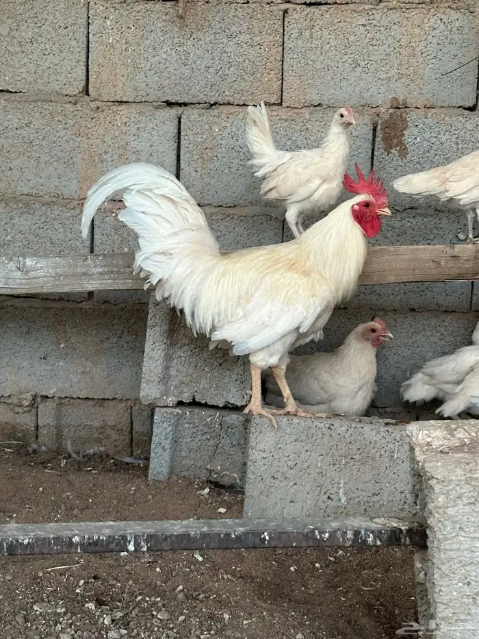 دجاج عربي اصيل ابيض 0