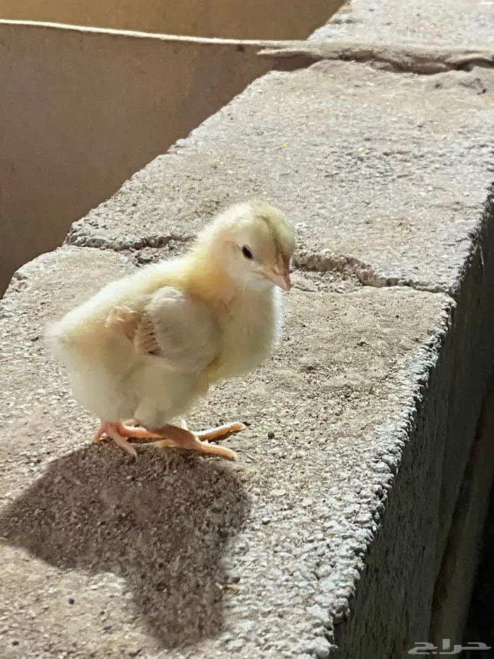 صوص بلدي للبيع 2